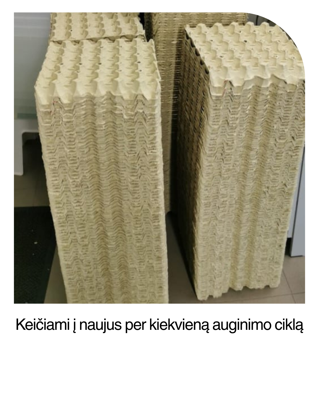 Svirpliai edukacija