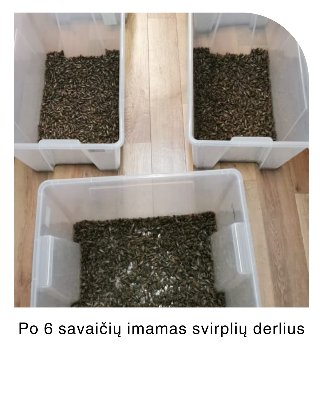 Svirpliai edukacija